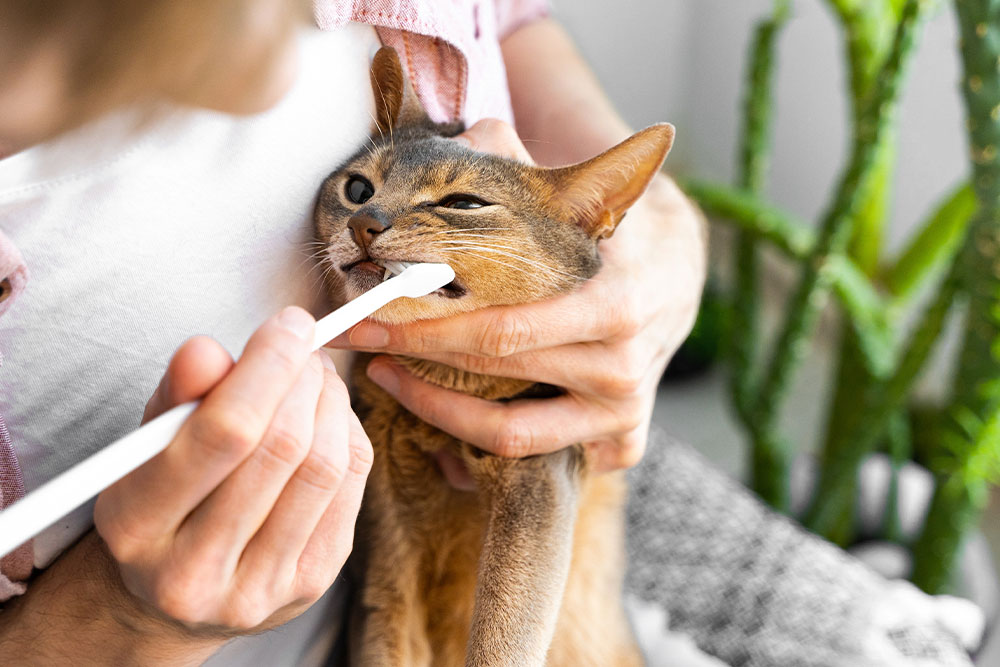 A person gently brushes the teeth of an Abyssinian cat with a white toothbrush to maintain pet dental hygiene.