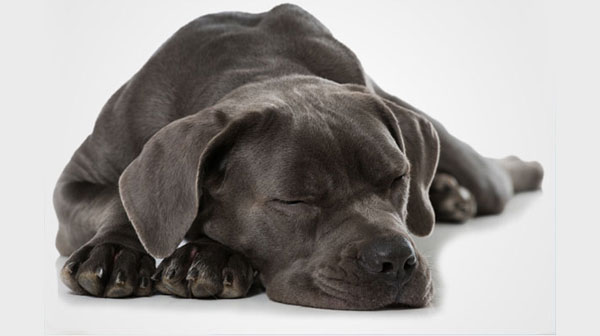Sleeping dog