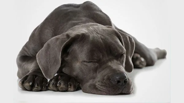 Sleeping dog