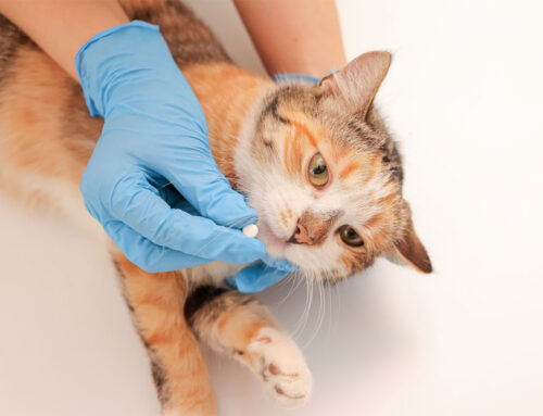 When Should My Puppy or Kitten Be Dewormed?