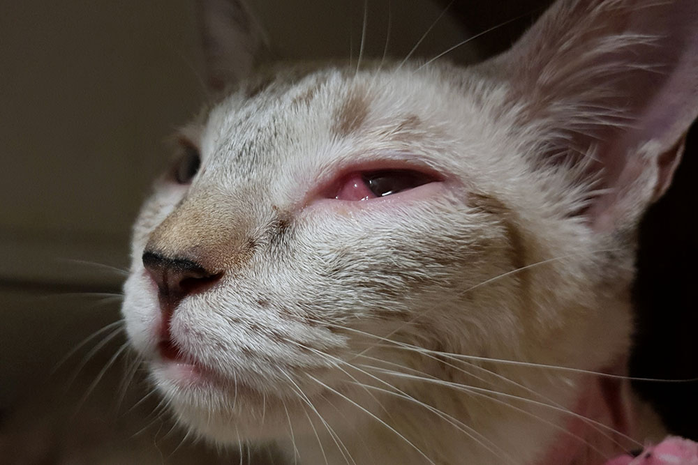 A macro close-up shot of a light-colored tabby cat looking upward, showing severe redness, swelling, and inflammation around the conjunctiva tissue of its left eye, indicative of conjunctivitis or an eye infection.