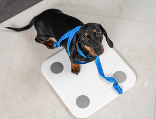 How to Use Body Condition Scoring to Keep Your Dog or Cat at a Healthy Weight