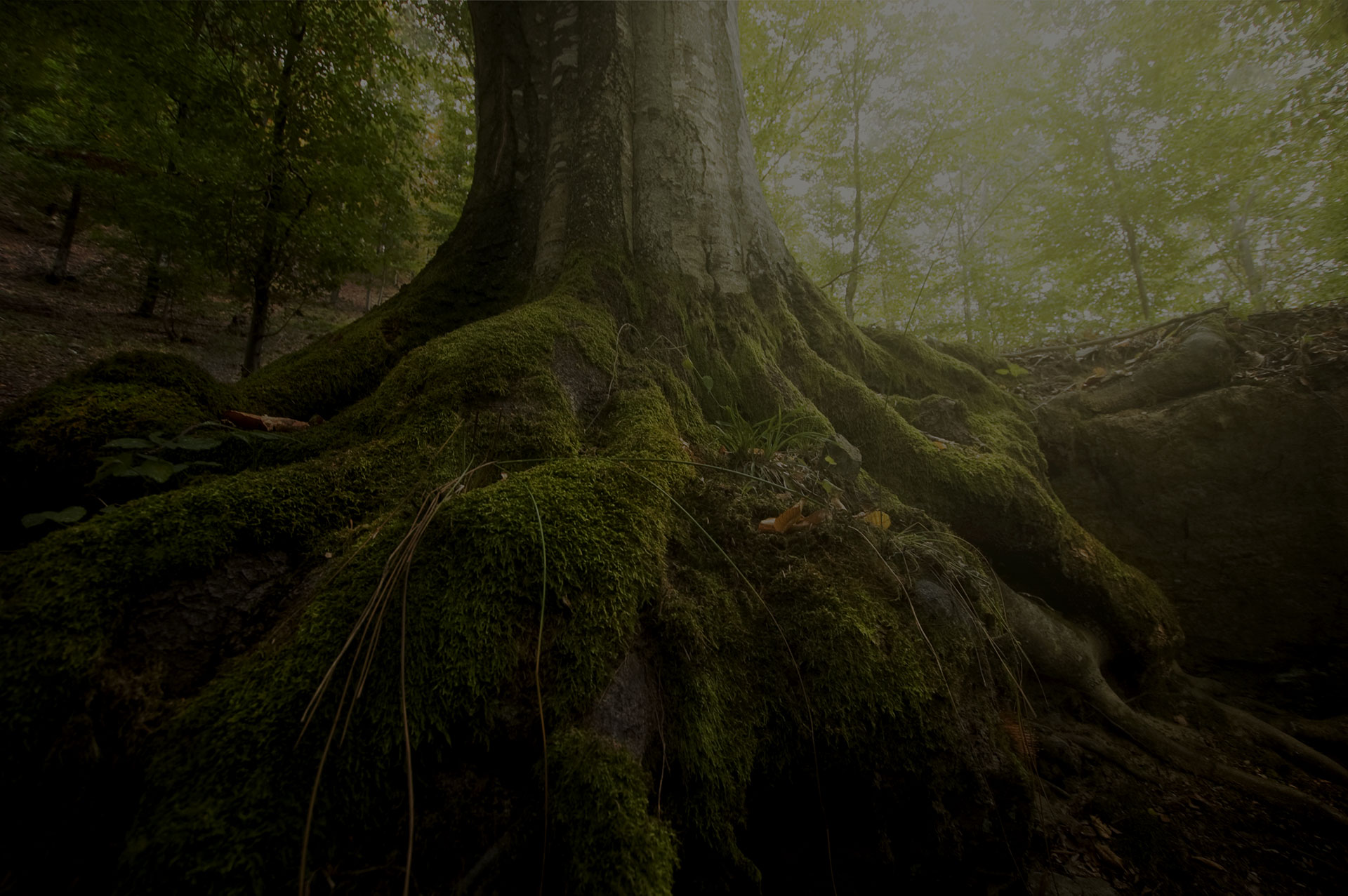 Foggy Wild Green Mountain Macro