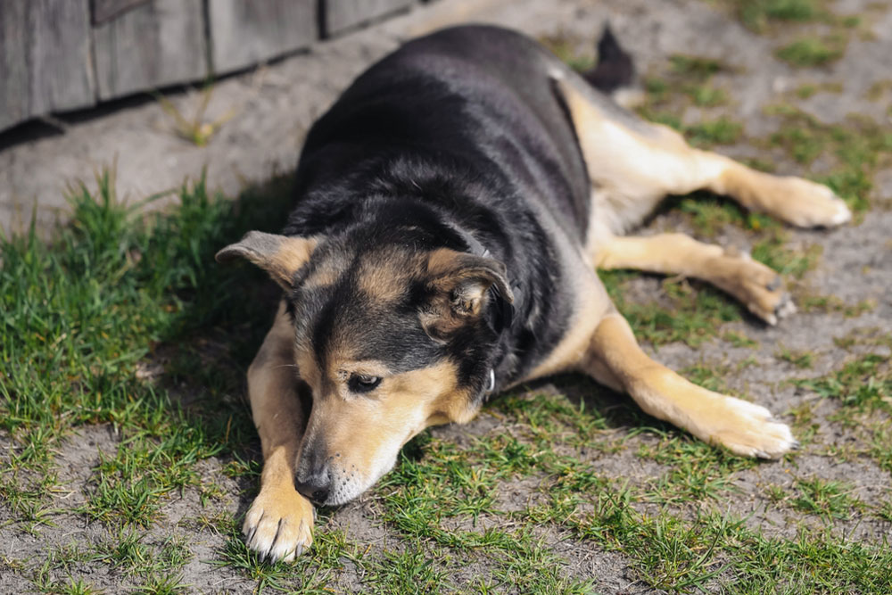 A medium‑sized black and tan dog lying calmly with head down and front legs extended, resting partly on grass and partly on dirt near a wooden structure.