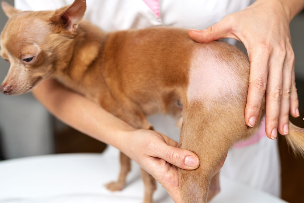 Close‑up of dog skin bald spot with hair loss and underlying skin visible.