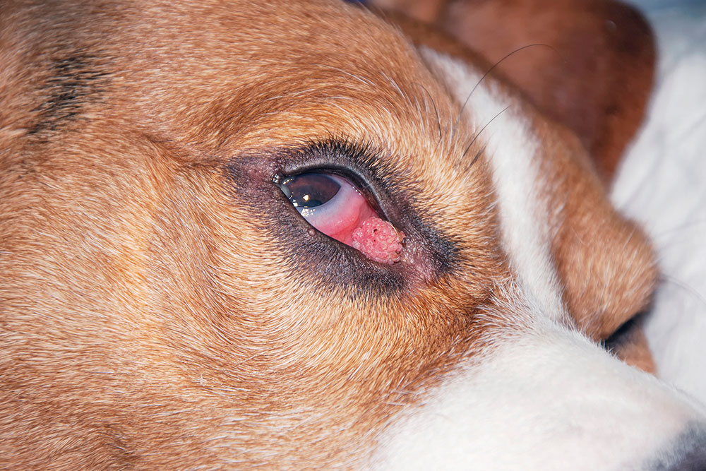 A macro close-up shot focusing on the eye of a brown and white dog, showing a small, pink, cauliflower-like papilloma or wart growing near the inner corner of its lower eyelid.