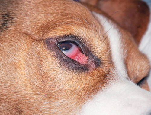 Does My Dog or Cat’s Rolled-In or Drooping Eyelid Need Surgery to Fix?