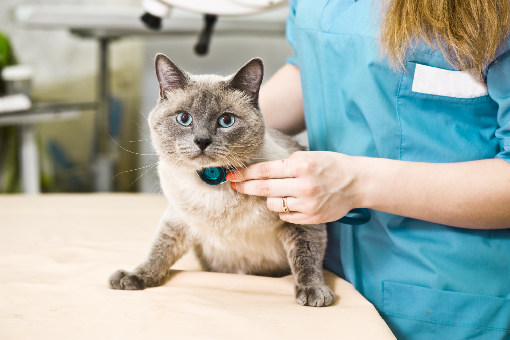 Cat receiving a comprehensive veterinary health examination, highlighting preventive care, routine wellness screenings, early disease detection, and long-term feline health management.