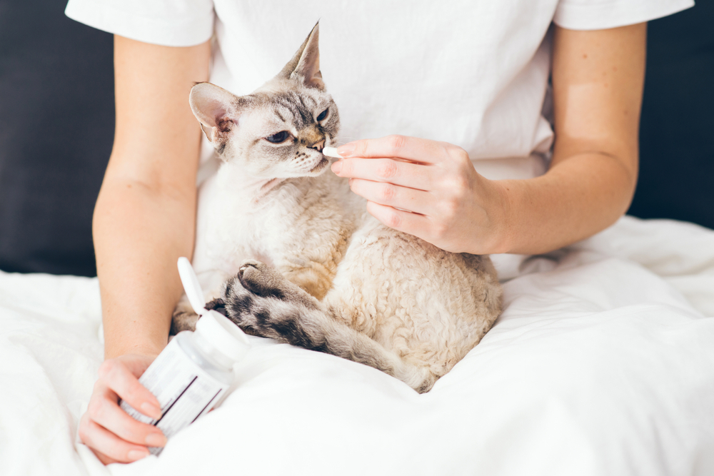Cat showing pet protection and preventative care