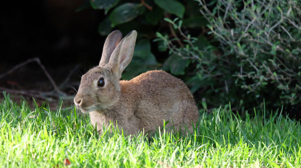 Rabbit