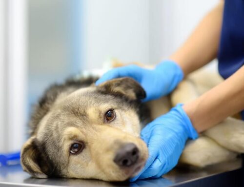 What Should You Do If Your Dog or Cat Has Swollen Lymph Nodes?