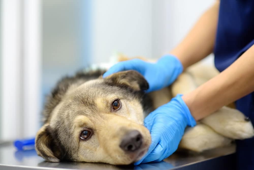 Veterinarian performing a physical examination on a Shepherd dog to assess overall health and identify any potential medical concerns.