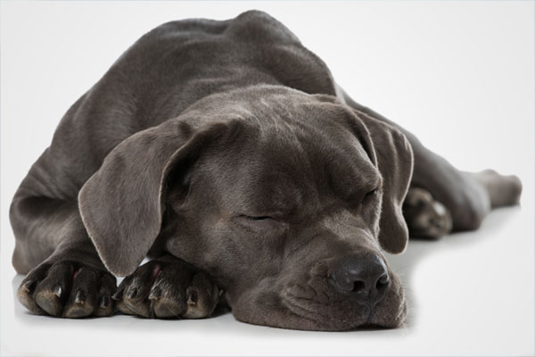Sleeping dog