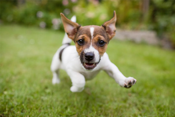 A very little puppy is running happily with floppy ears trough a garden with green grass.