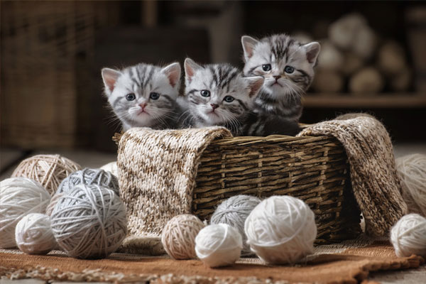 Group of small striped kittens in an old basket with balls of yarn