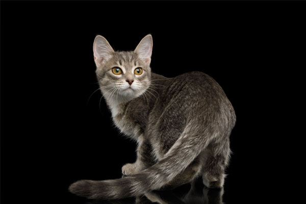 Gray Tabby Kitten Turned back on Isolated Black Background