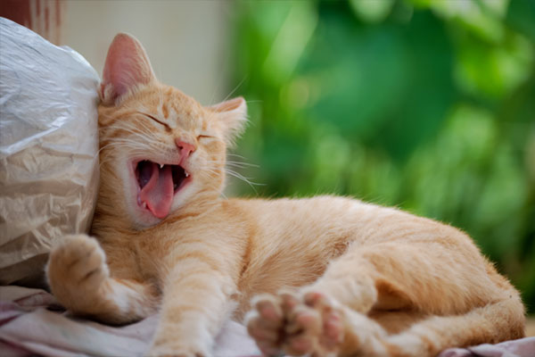 Yawning Cat