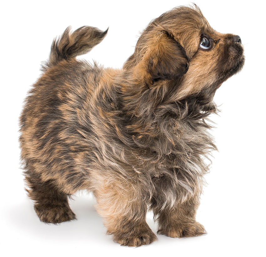 puppy isolated on white background