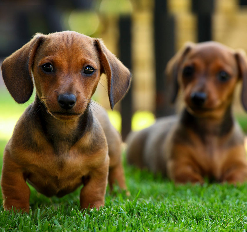 puppy in the garden
