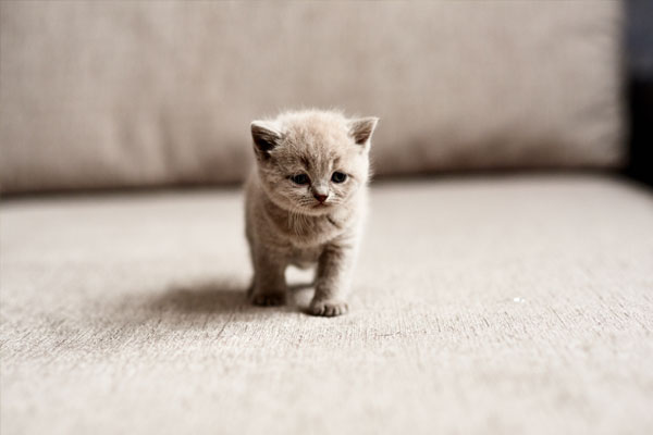 The British lilac kitten looks forward
