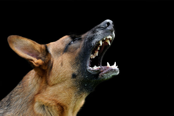 Close-up portrait angry dog on dark background