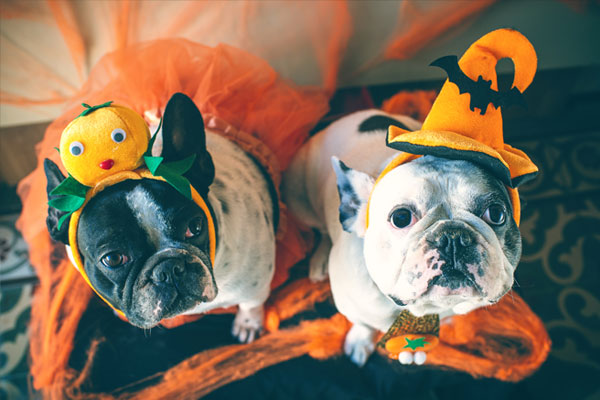 Portrait of couple of dogs in disguise for Halloween