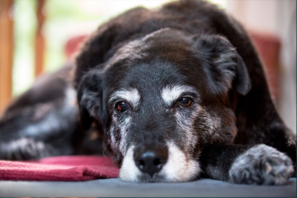 Old dog lying down