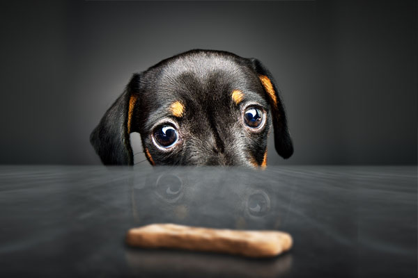 Dachshund puppy looking at a treat (out of reach) over a table