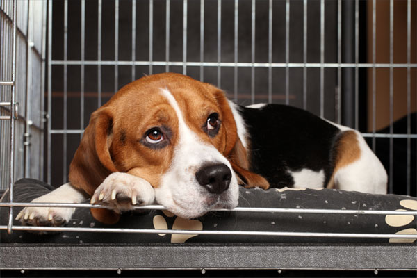 Sad Beagle Dog lying in cage