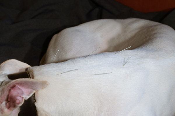 Acupuncture treatment of white dog