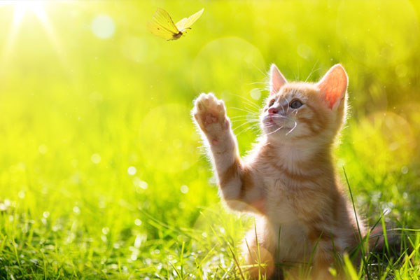 kitten hunting a butterfly with Back Lit