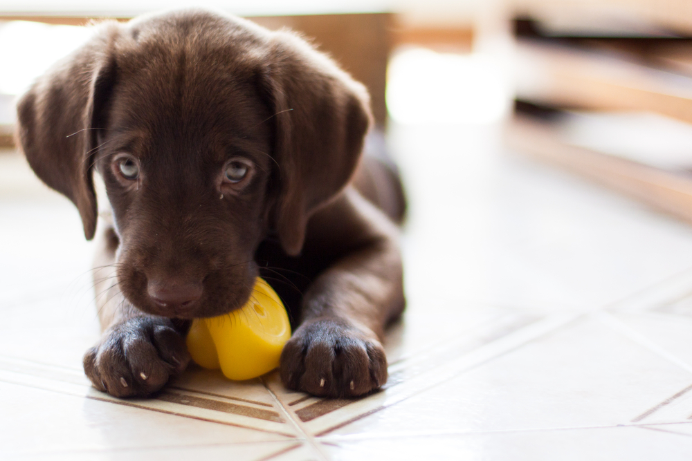 New Puppy Supplies: What You'll Need When You Bring Them Home