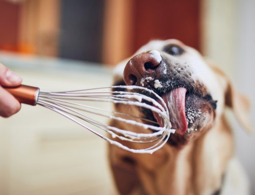 Not So Sweet: Xylitol Toxicity in Dogs