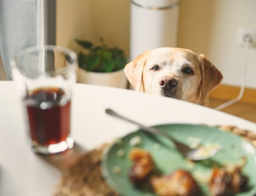 Lose Weight, Gain Years—5 Ways to Help Your Overweight Pet