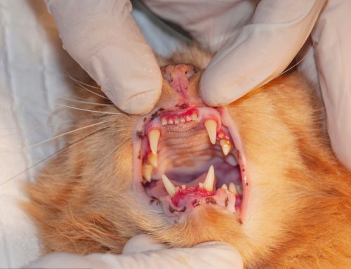 Detecting Periodontal Disease in Pets