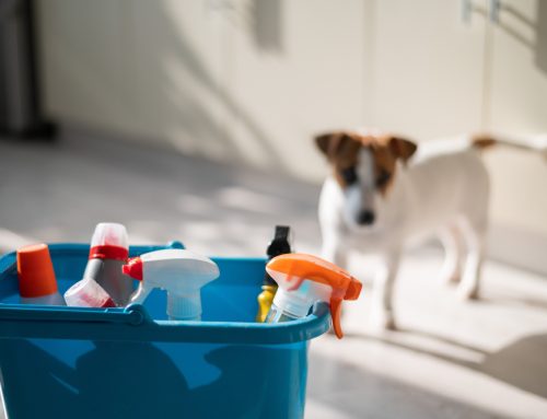 Household Hazards: Surprising Items that Could Poison Your Pet